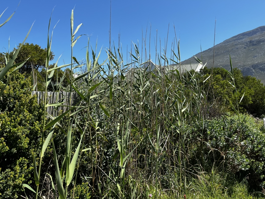 0 Bedroom Property for Sale in Bettys Bay Western Cape